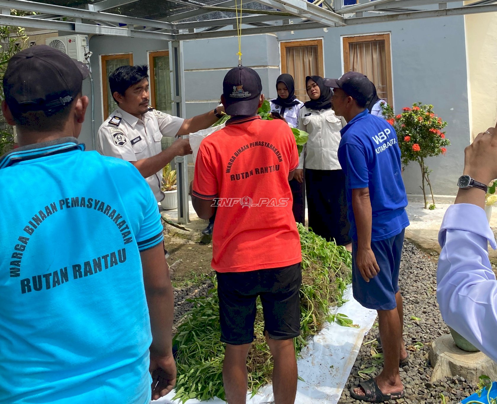 Dukung Ketahanan Pangan, Rutan Rantau Panen 87 Kilogram Sawi dan Kangkung