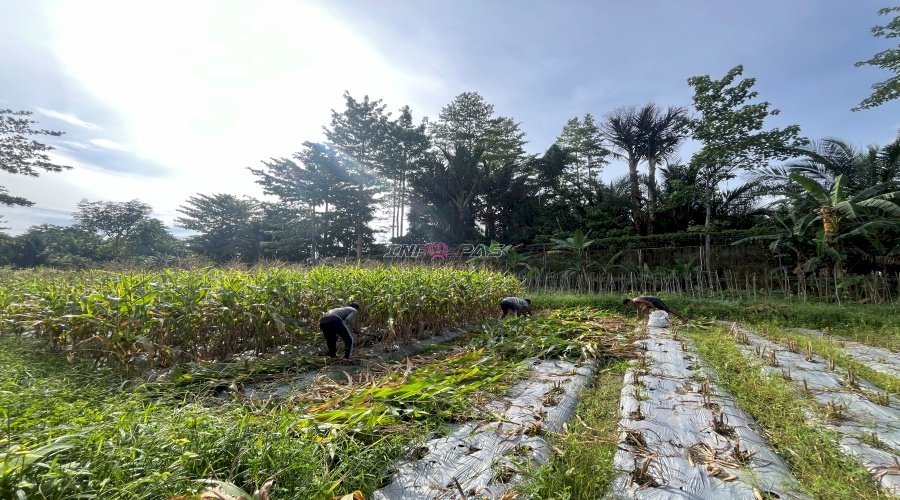 Lapas Piru Panen 287 Jagung Manis dan 13,5 Kg Terong, Dukung Program Ketahanan Pangan Nasional