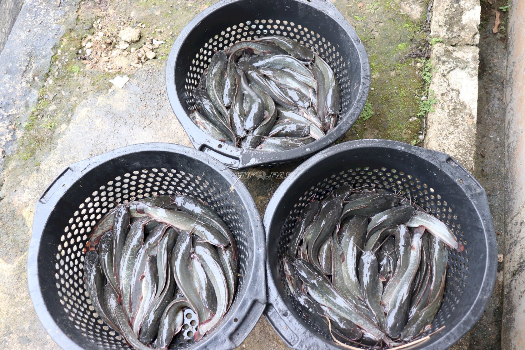 Bukan Sekadar Pembinaan, Lapas Tanjung Buktikan Produktivitas lewat Panen 50 Kg Lele