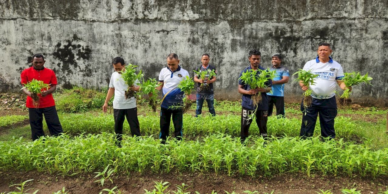 Penuhi Kebutuhan Dapur, Warga Binaan Lapas Tual Panen 20 Kg Kangkung