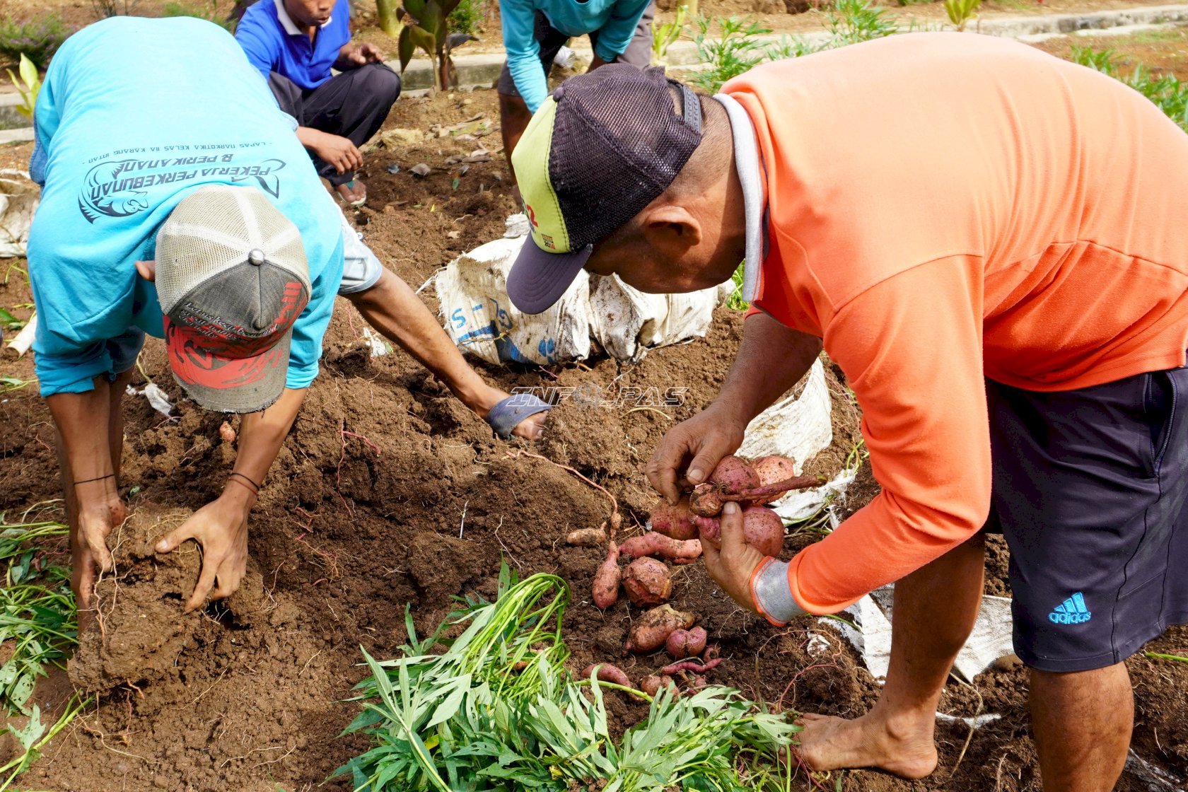 Produktif di Bulan Ramadan, Warga Binaan Lapas Narkotika Karang Intan Panen 45 Kg Ubi di Lahan SAE