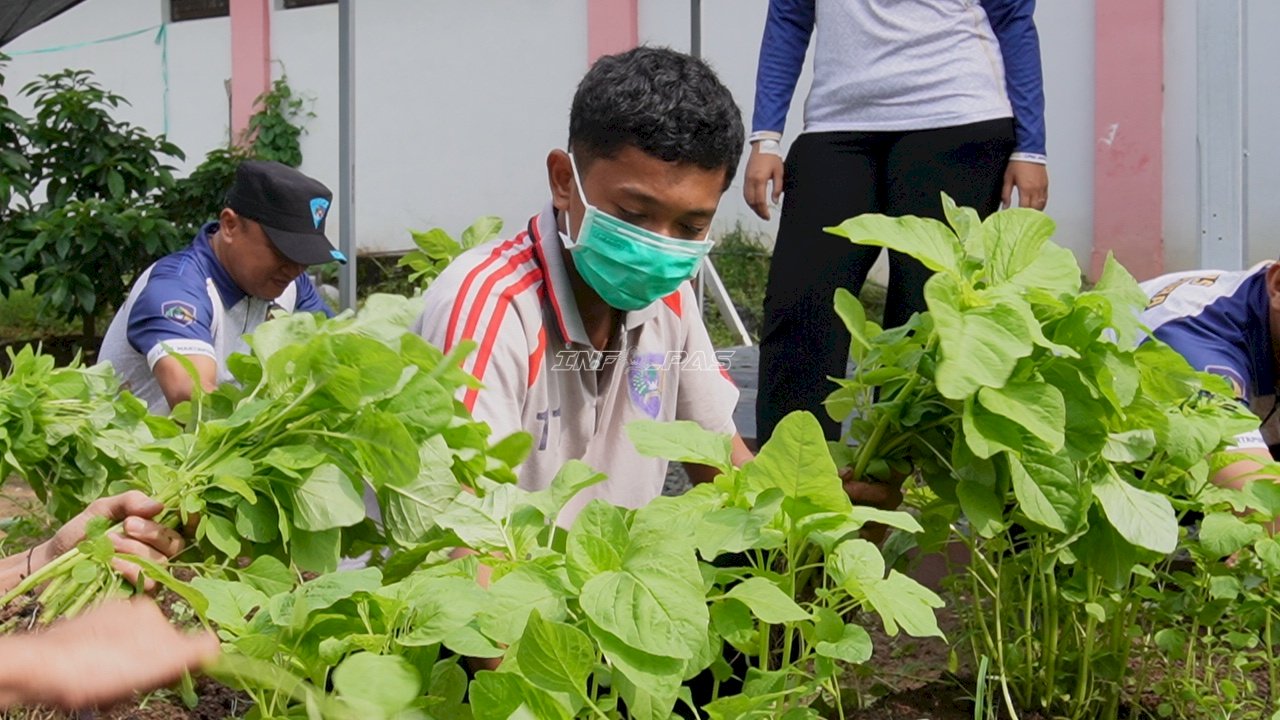 Panen Bayam 10 Kilogram, Anak Binaan LPKA Martapura Belajar Berkebun