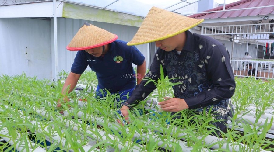 Belajar Bertani Modern di Balik Tembok Lapas, Warga Binaan Lapas Kelas I Tangerang Tekuni Budidaya Hidroponik