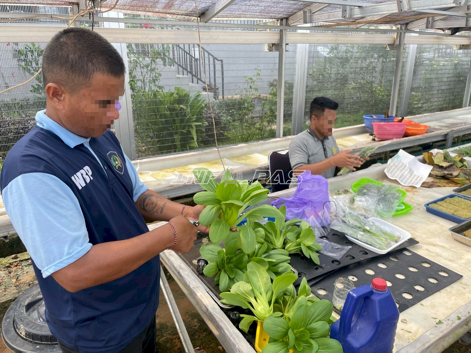 Produktif di Bulan Ramadan, Warga Binaan Lapas Batulicin Panen Sayur Hidroponik