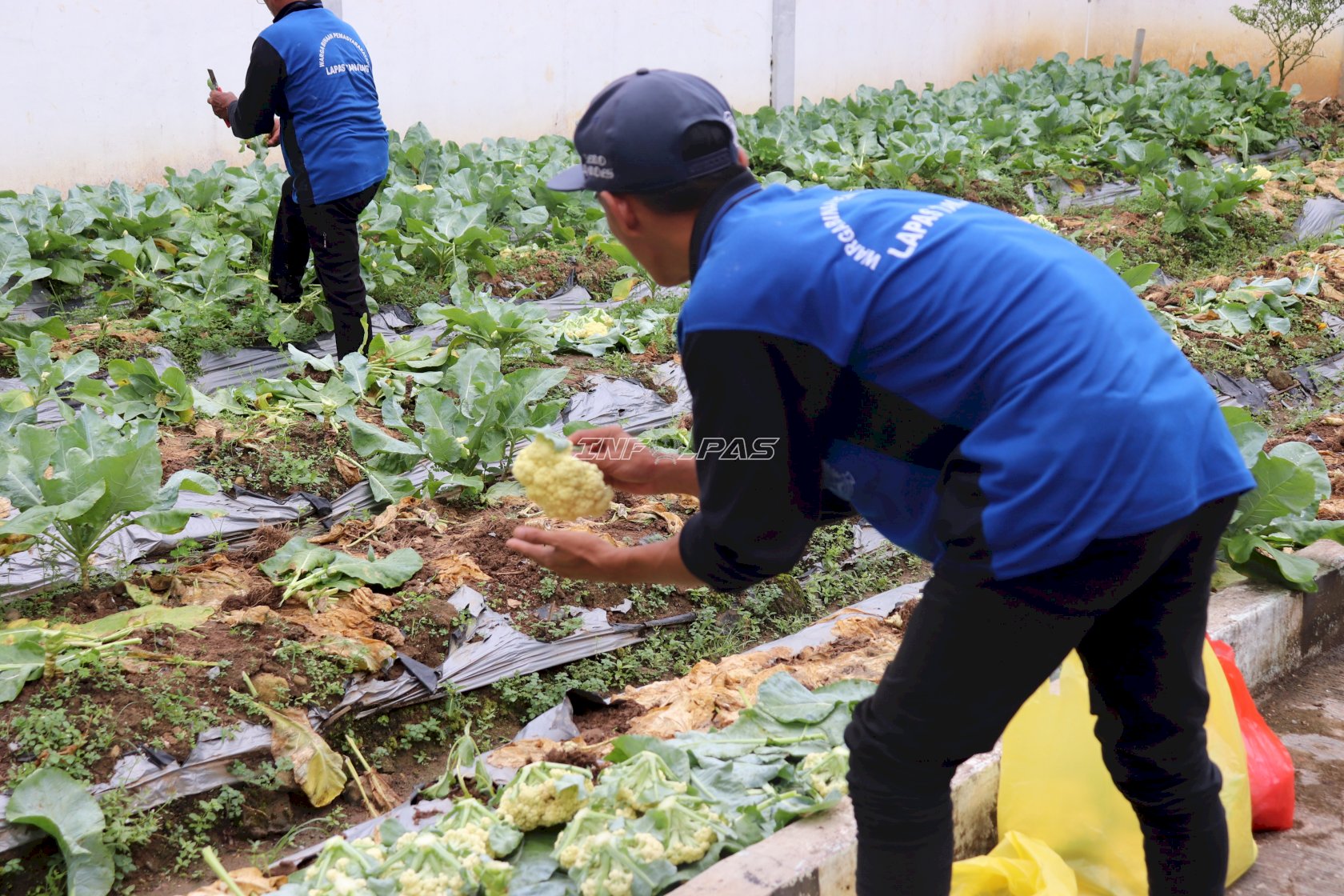 Panen 50 Kg Kembang Kol di Bulan Ramadan, Lapas Tanjung Perkuat Kemandirian Warga Binaan