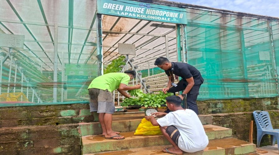 Lapas Kolonodale Panen Sayuran Hidroponik dan Laris Terjual 30 Kg