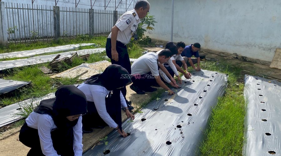 Rutan Barabai Tanam 250 Bibit Tomat di Kebun SAE
