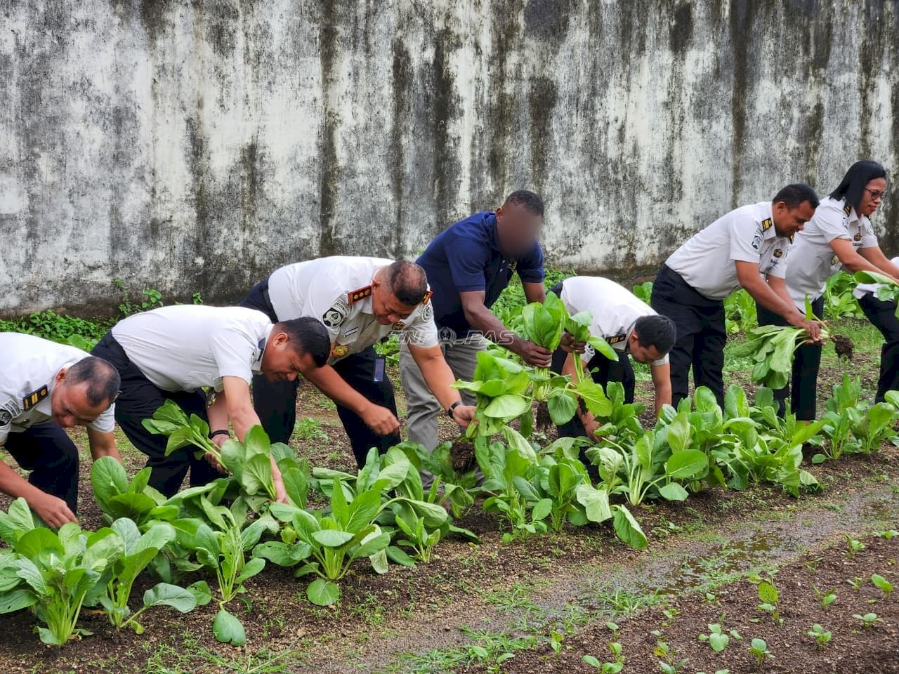 Panen 18 Kg Sawi, Pembinaan Pertanian Lapas Tual Makin Produktif