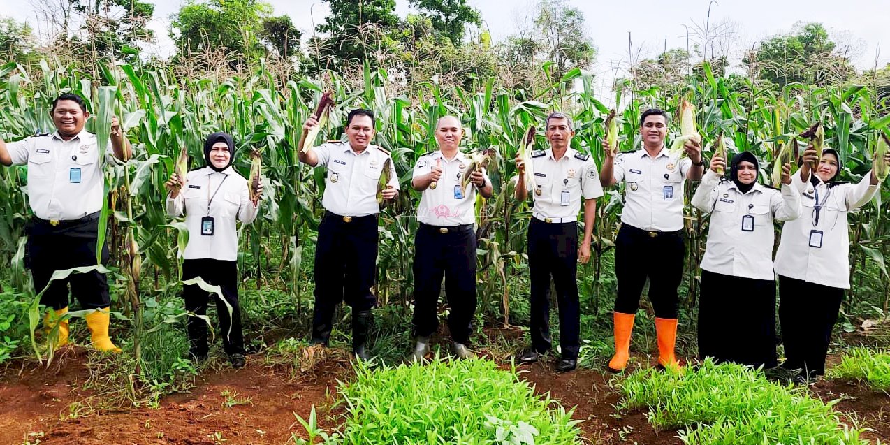 Sukses Pembinaan, Rutan Pelaihari Panen Ribuan Jagung Ungu