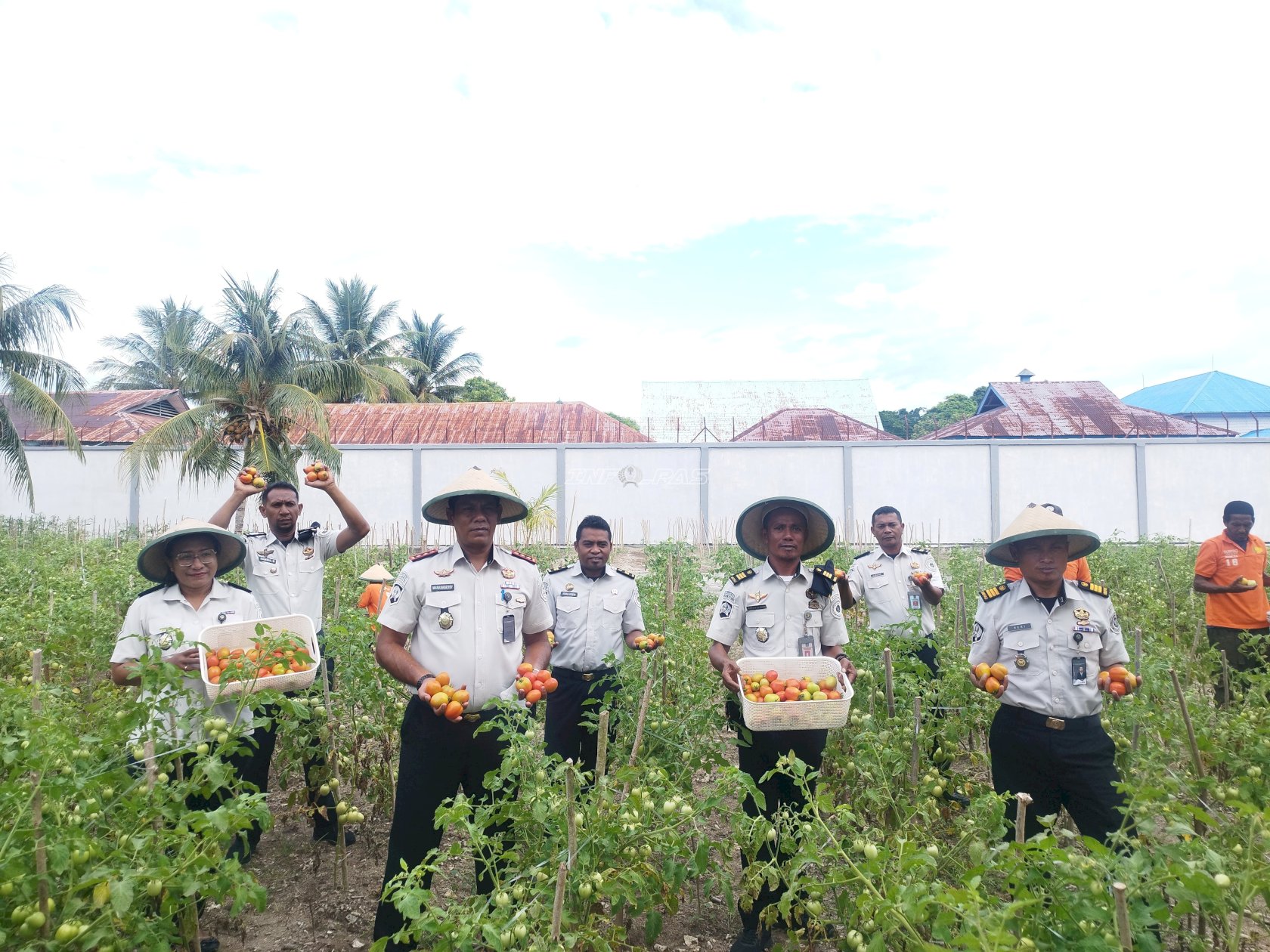 Lapas Namlea Panen Puluhan Kilogram Tomat, Dukung Ketahanan Pangan Nasional