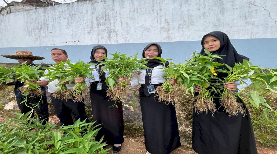 Manfaatkan Lahan Terbatas, Lapas Kotabaru Panen Kangkung Hasil Budidaya Warga Binaan