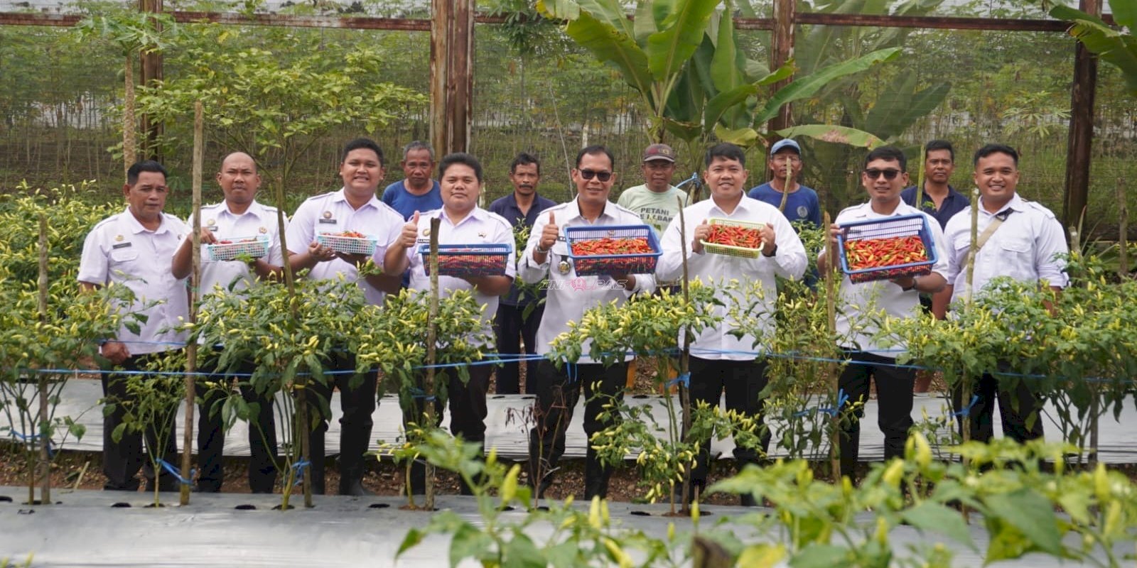 Dukung Ketahanan Pangan, Lapas Banjarbaru Panen 10 Kg Cabai bersama Warga Binaan