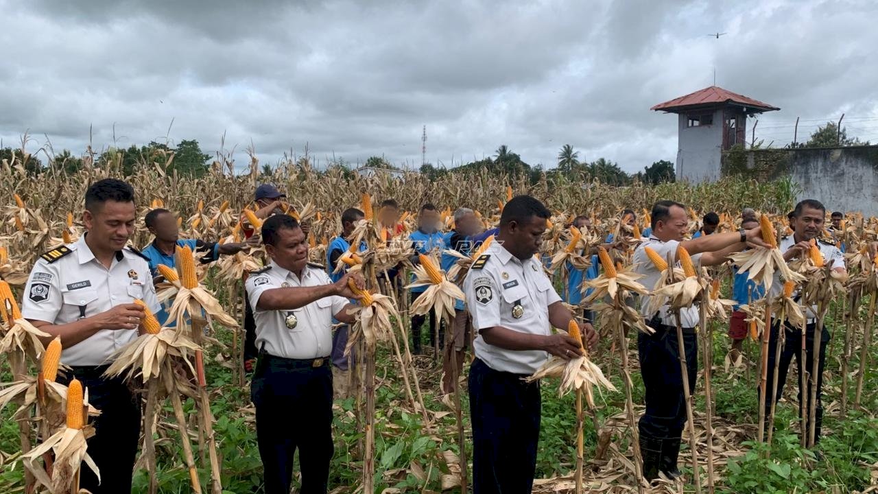 Lapas Atambua Panen Raya 2 Ton Jagung Hibrida Hasil Pembinaan Warga Binaan