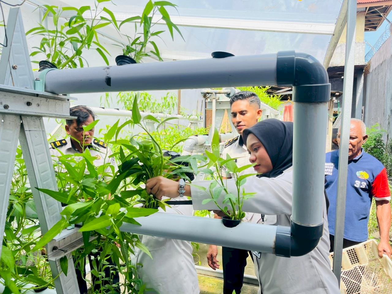 Tetap Produktif di Bulan Puasa, Warga Binaan Lapas Wahai Panen Kangkung Hidroponik