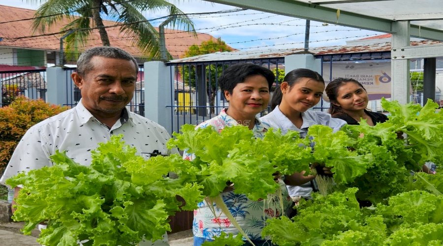 Wujudkan Kemandirian Pangan, Lapas Ambon Kembali Panen 19 Kg Selada