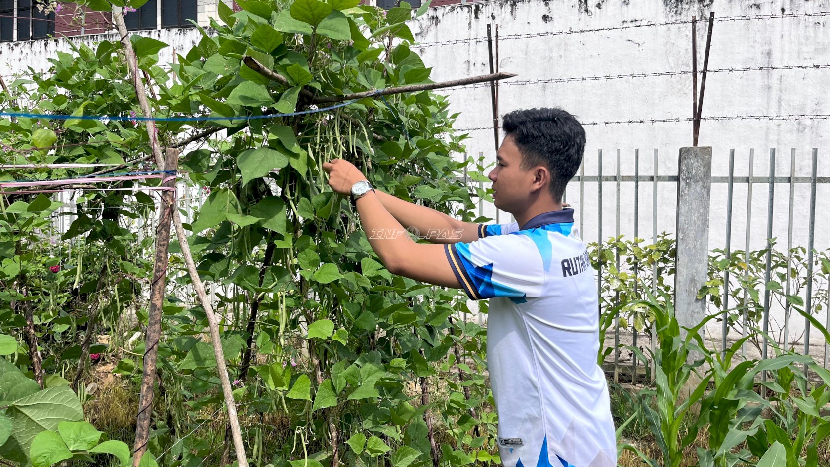 Panen Buncis di Kebun SAE, Rutan Barabai Perkuat Pembinaan Kemandirian