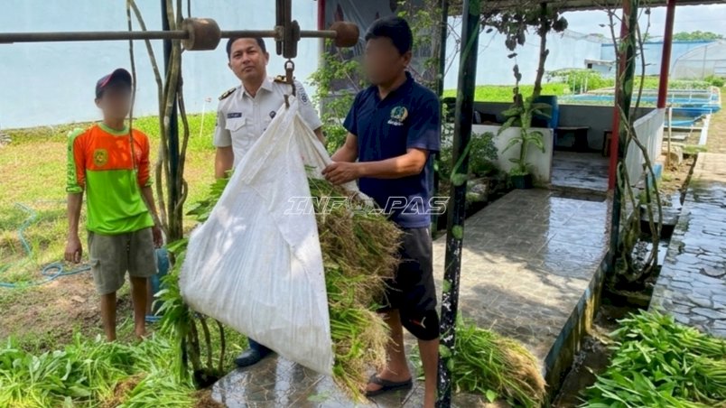 Panen 70 Kg Kangkung, Lapas Karang Intan Tunjukkan Hasil Pembinaan