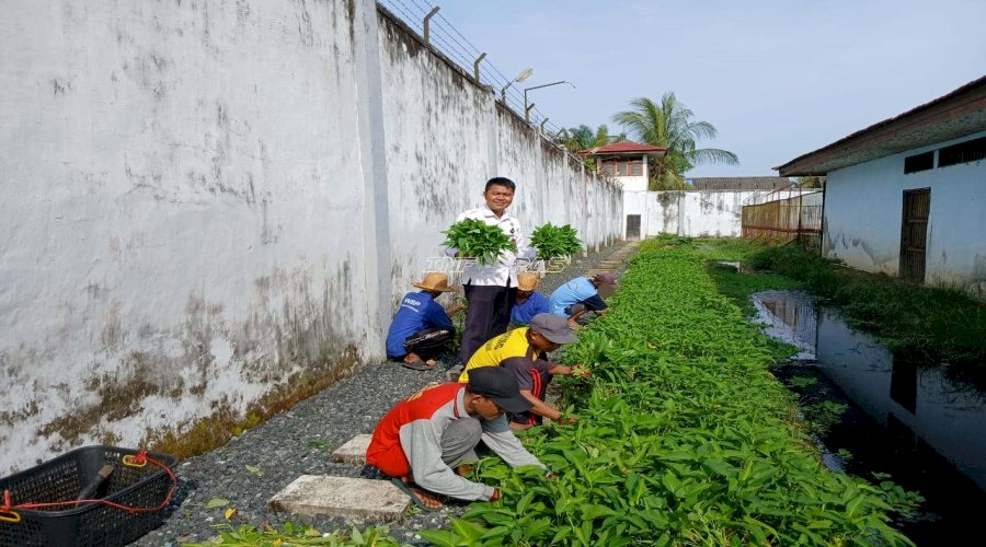 Optimalisasi Lahan Idle, Rutan Marabahan Hasilkan 50 Ikat Kangkung