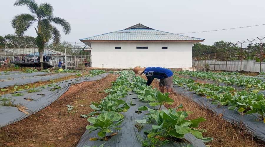 Warga Binaan Lapas Tanjung Hasilkan 25 Kg Kembang Kol