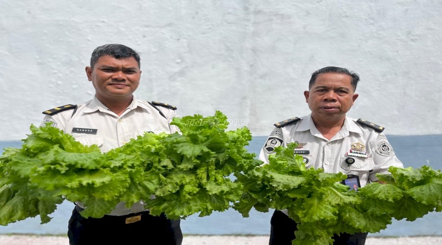 Panen 100 Ikat Selada Hidroponik, Lapas Kotabaru Dukung Kemandirian Pangan Warga Binaan