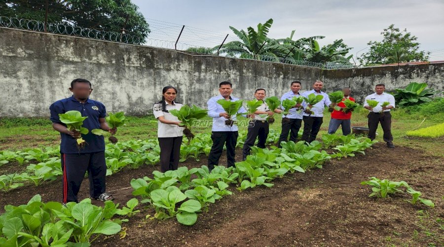 Jaga Stabilitas Pangan, Lapas Tual Kembali Panen Sawi Melimpah