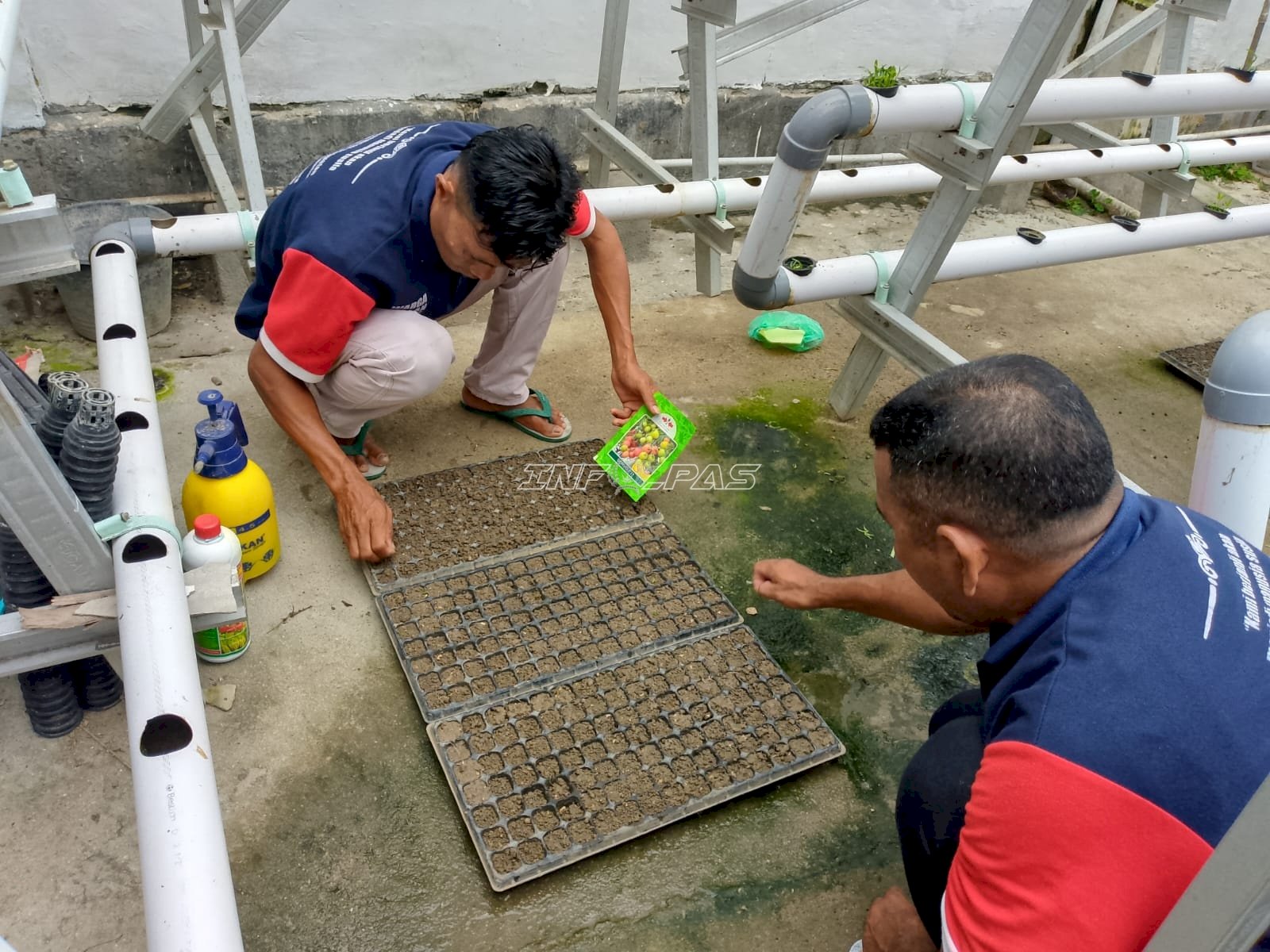 Dukung Kemandirian Pangan, Warga Binaan Lapas Wahai Semai Ratusan Bibit Tomat Unggul