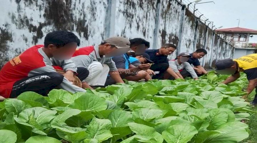 Dukung Ketahanan Pangan, Rutan Marabahan Sukses Panen 100 Ikat Sawi