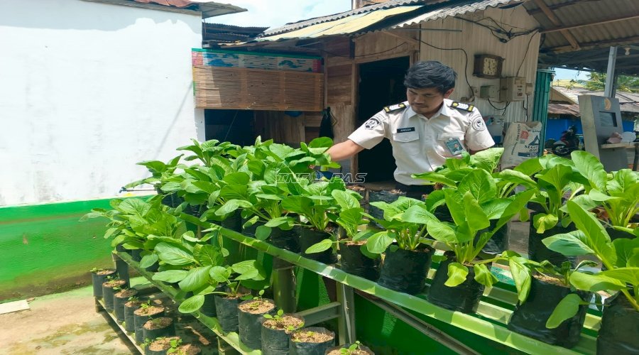 Rutan Rantau Optimalkan Keterbatasan Lahan, Panen Sawi di SAE Dukung Ketahanan Pangan