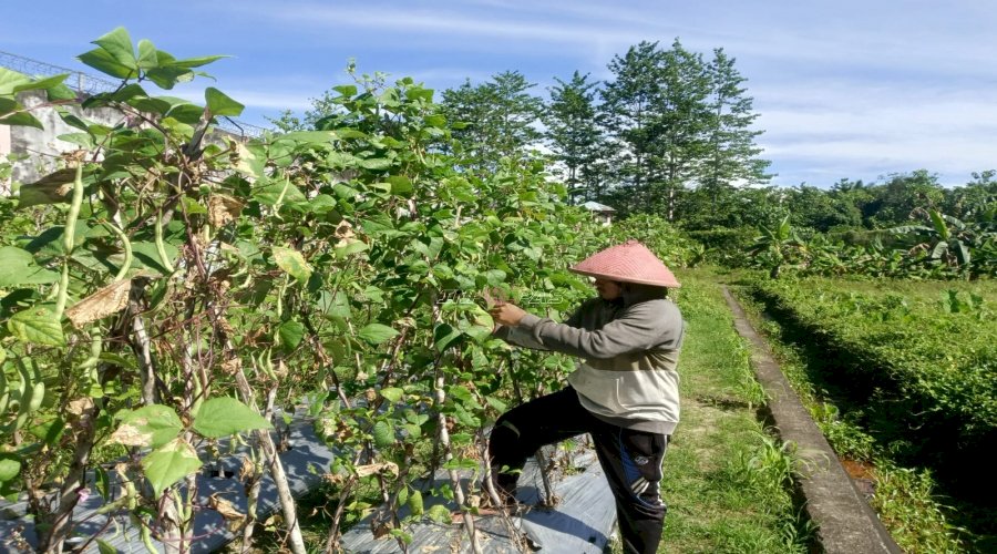 Panen 15 Kg Buncis, Lapas Piru Perkuat Program Kemandirian Warga Binaan