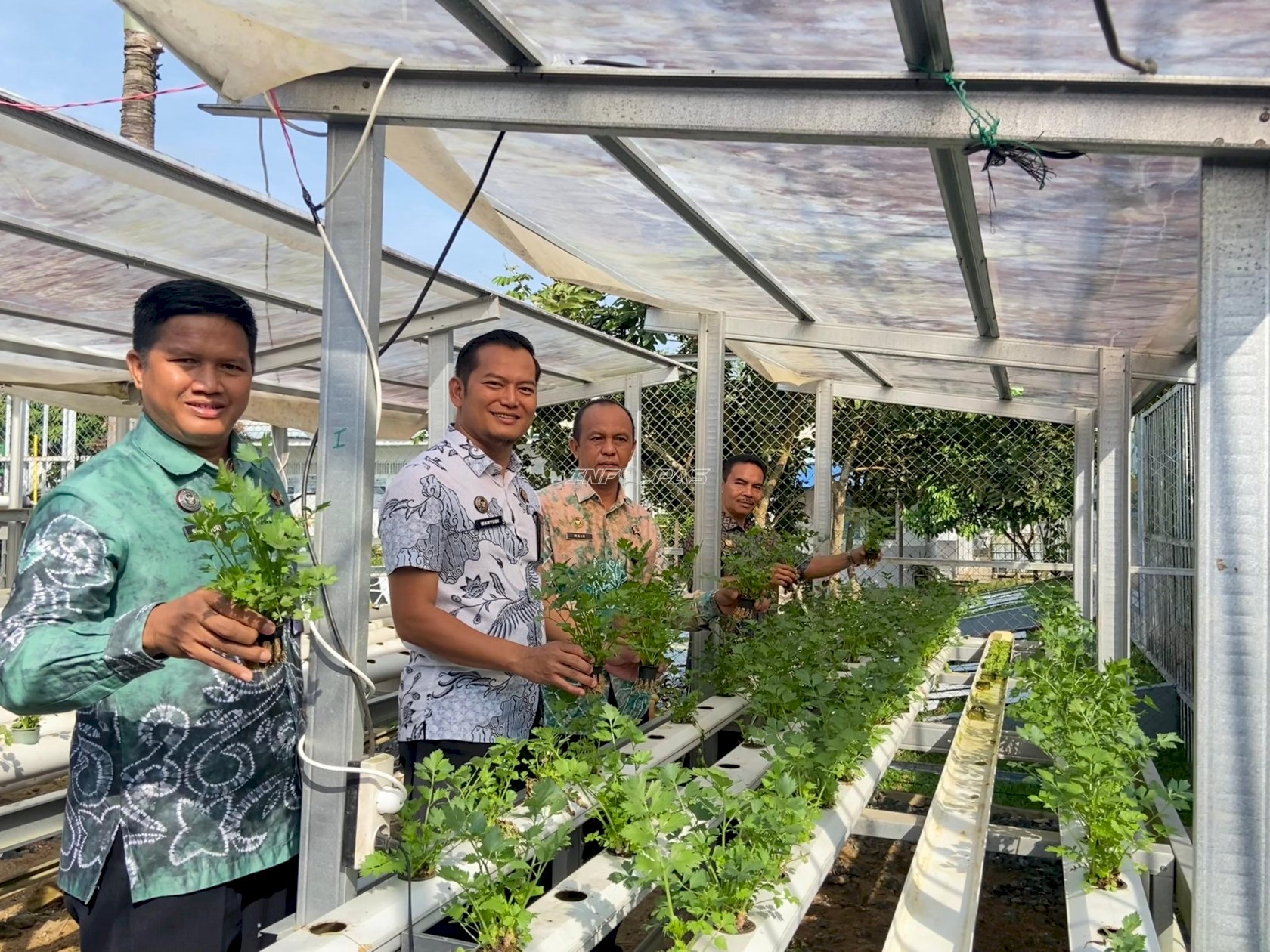 Panen 200 Ikat Seledri, Lapas Tanjung Perkuat Program Kemandirian Pangan Warga Binaan