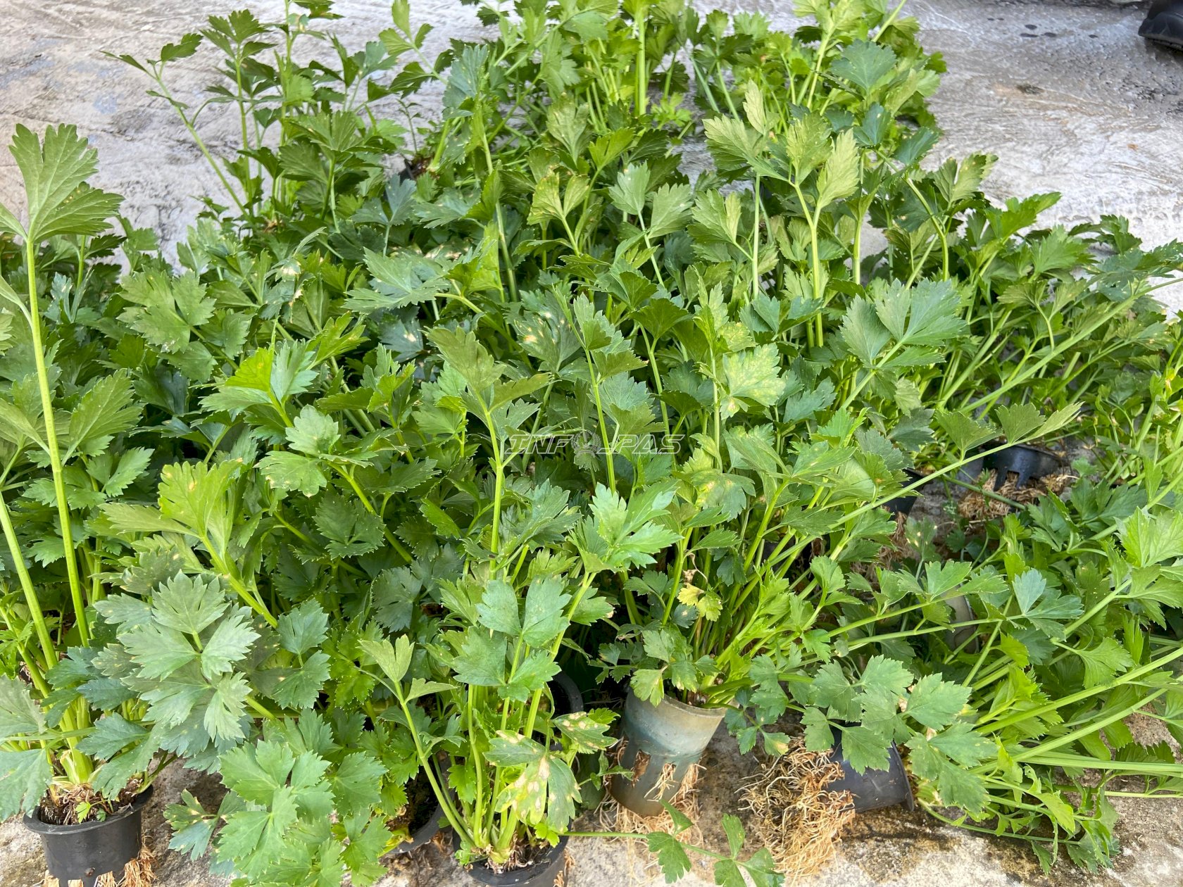 Panen 200 Ikat Seledri, Lapas Tanjung Perkuat Program Kemandirian Pangan Warga Binaan