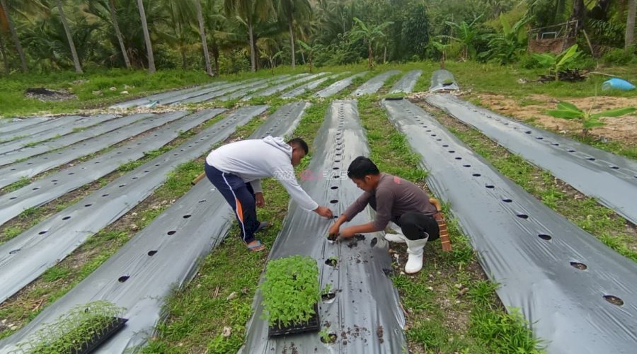 Optimalkan Lahan SAE Tarukkung, Rutan Majene Tanam 733 Bibit Tomat
