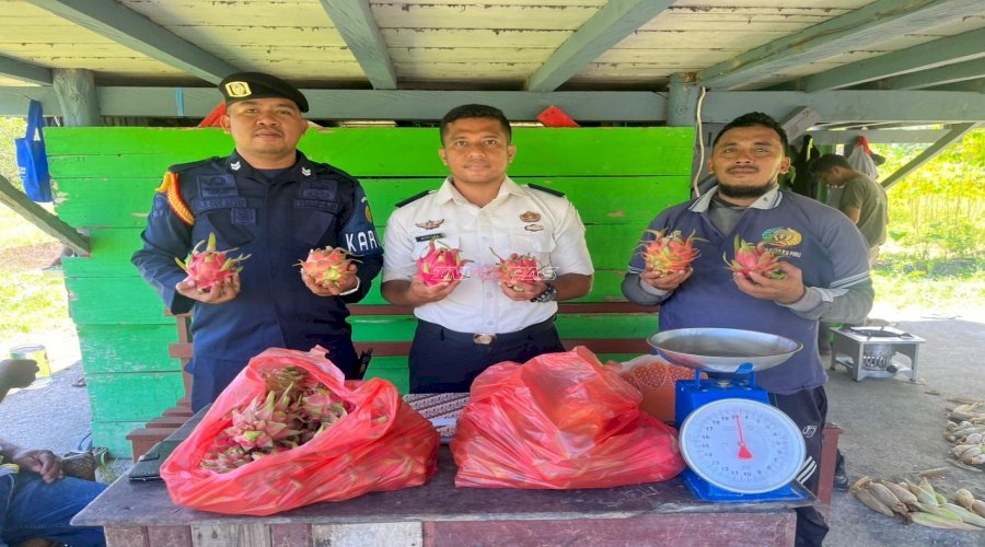 Produktif dan Berkelanjutan, Lapas Piru Panen Buah Naga dari Kebun Warga Binaan