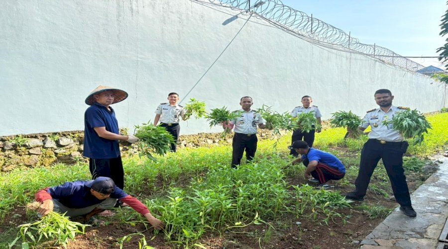 Panen 80 Kg Kangkung, Simbol Konsistensi Pembinaan di Lapas Narkotika Karang Intan