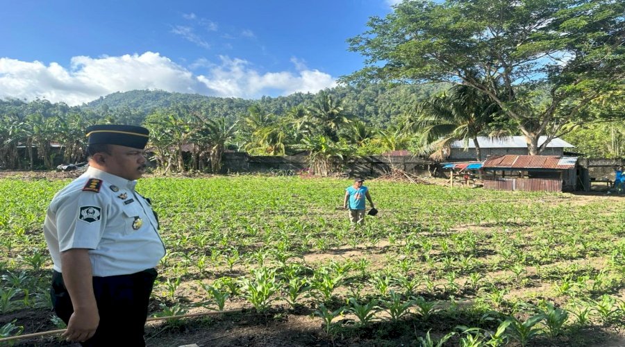 Lahan SAE Lapas Tahuna Tuai Hasil Positif, Kalapas Apresiasi Warga Binaan