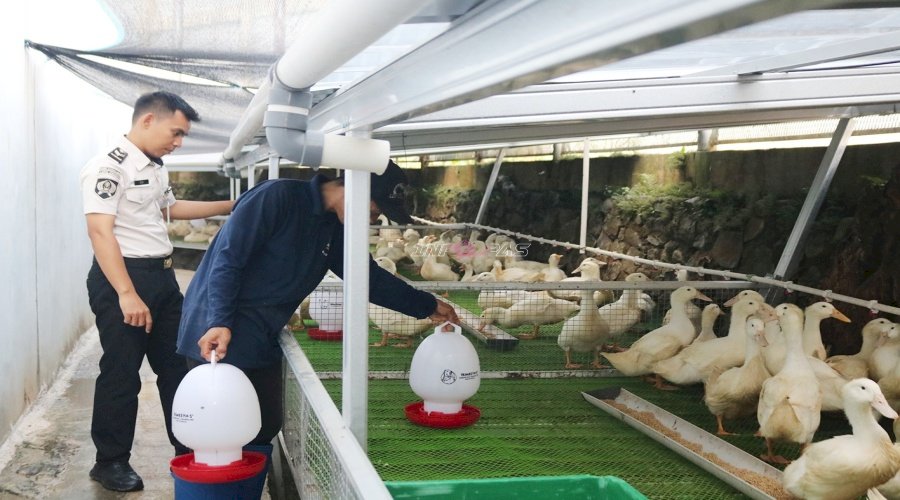Hasilkan 1.200 Ekor Bebek Sebulan, Lapas Cibinong Sukses Kembangkan Peternakan Bebek 