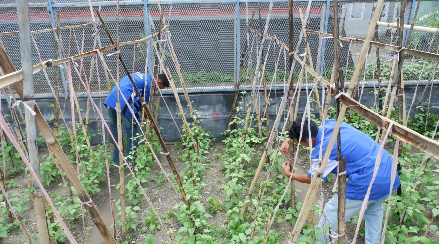 Lapas Luwuk Manfaatkan Lahan Kosong untuk Pertanian Hortikultura