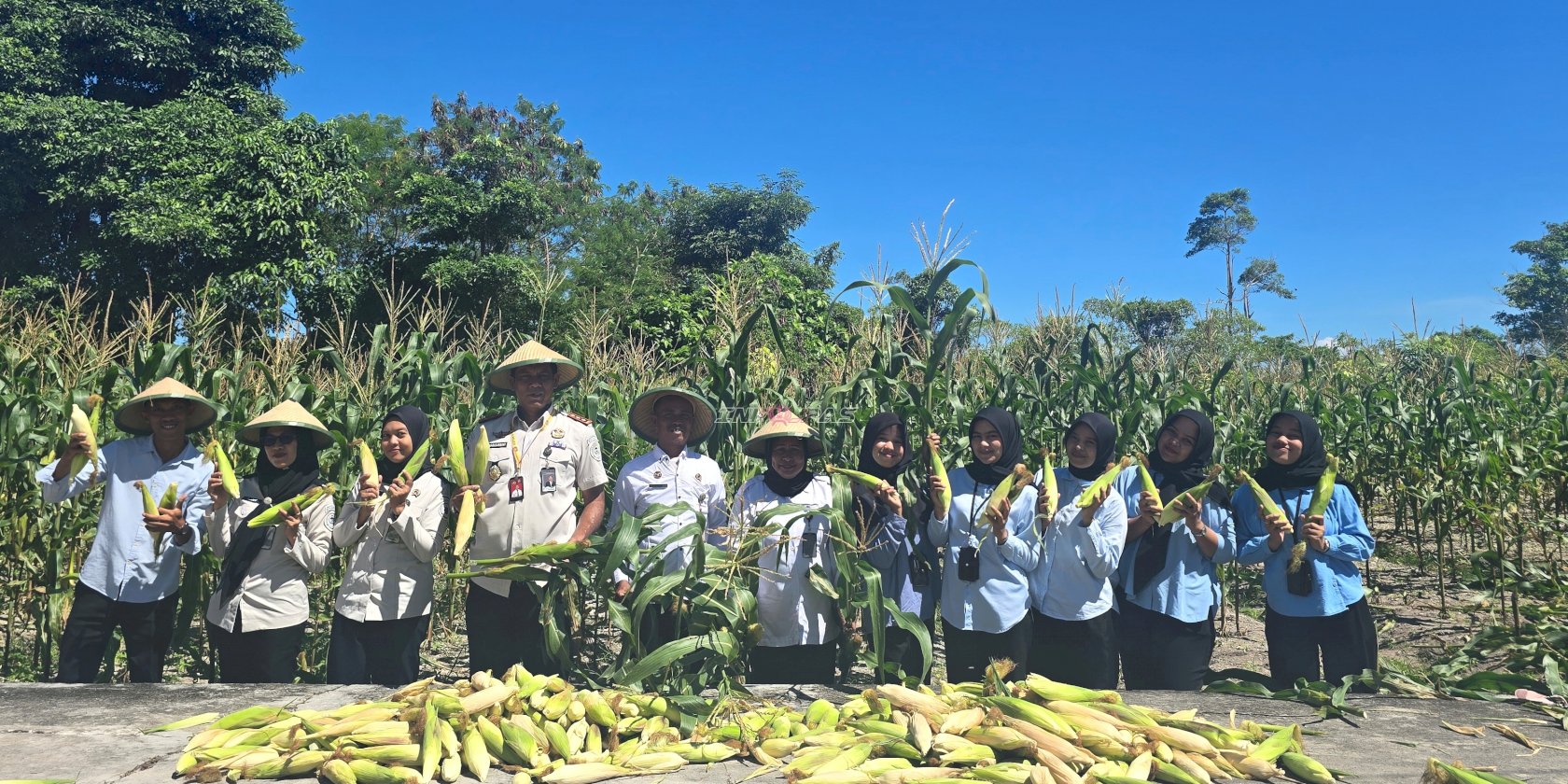 Jadi Komoditas Andalan, Lapas Namlea Panen Ratusan Jagung Ketan