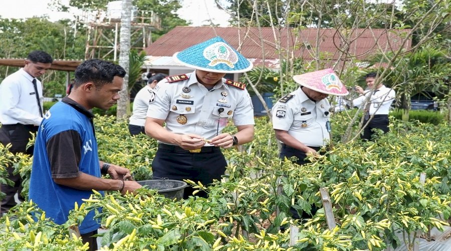 Dukung Kemandirian Pangan, Rutan SoE Panen Sawi dan Cabai di Lahan SAE