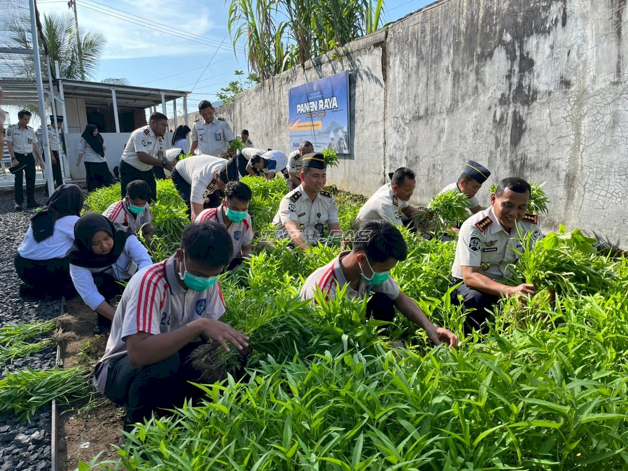 Konsisten Bina Anak Binaan, LPKA Martapura Panen Kangkung Ketiga Kalinya