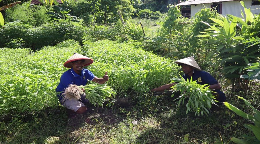 Manfaatkan Lahan Tidur, Lapas Ambon Sukses Panen Kangkung