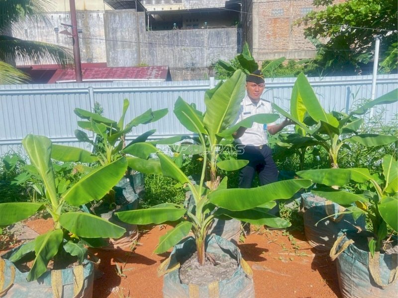 Inovatif, Lapas Banjarmasin Kembangkan Pisang Cavendish di Lahan Rawa