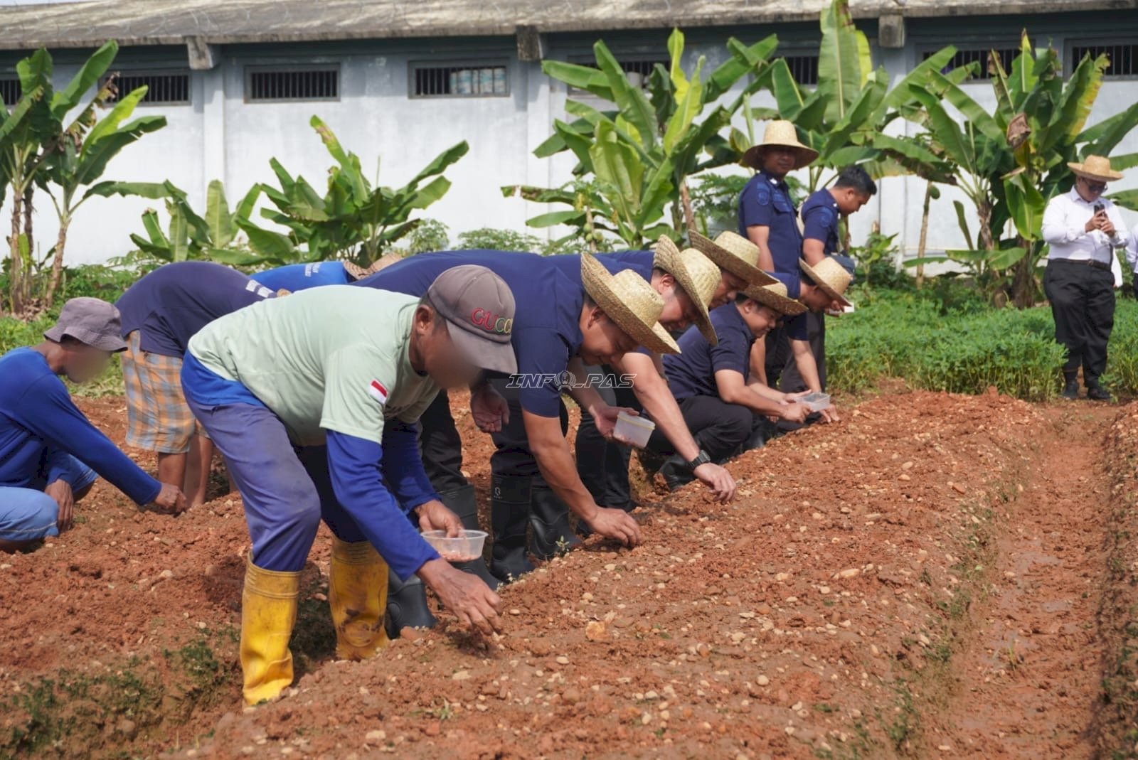 Lapas Banjarbaru Tanam Jagung Manis, Dukung Ketahanan Pangan Nasional