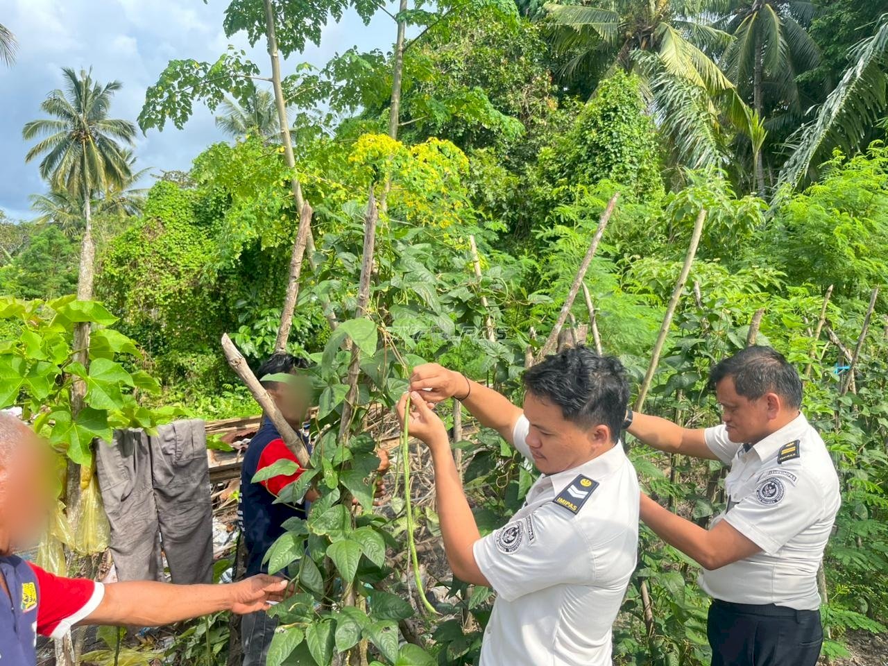 Kian Produktif, Lapas Wahai Catat Panen Kedua 15 Kg Kacang Panjang