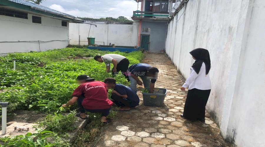 Panen Kangkung di Branggang Lapas Amuntai Hasilkan 30 Kg Sayur Segar