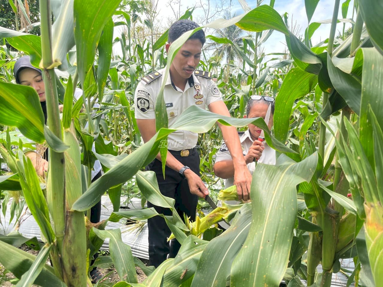 Panen Jagung Tahap Ketiga, Bukti Konsistensi Pembinaan Kemandirian Warga Binaan Lapas Wahai
