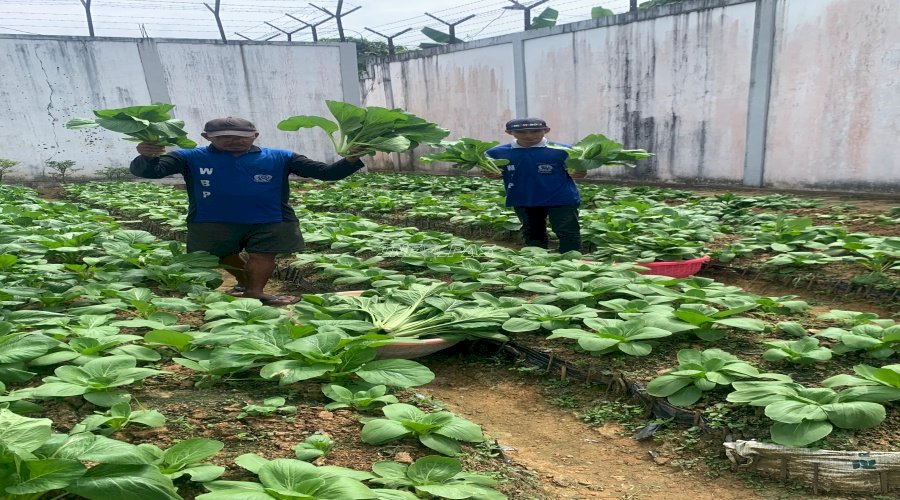 Lapas Tanjung Sukses Panen 20 Kg Kembang Kol Hasil Pembinaan Warga Binaan