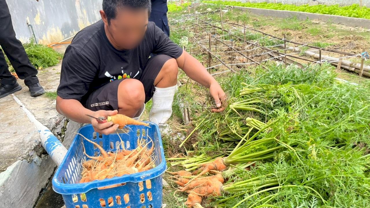 Panen 5 Kg Wortel, Rutan Majene Perkuat Kemandirian Warga Binaan