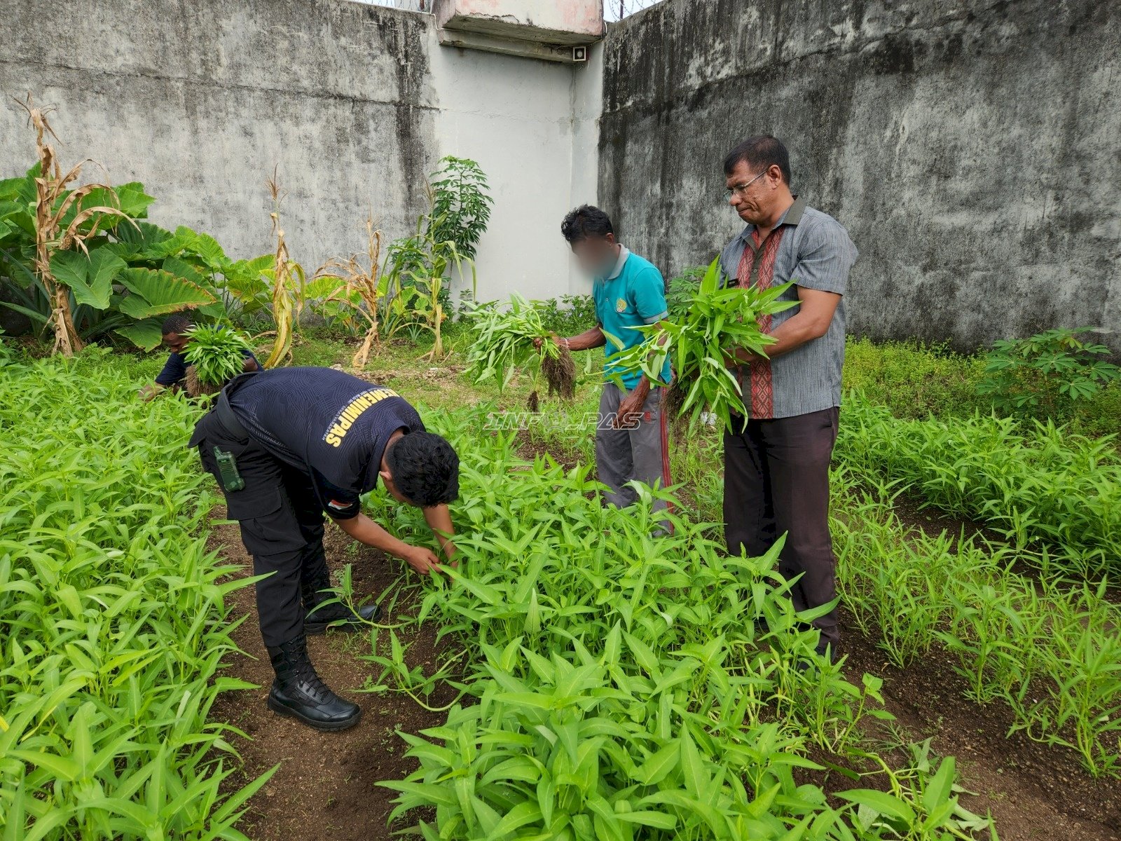 Perkuat Gizi Dapur, Lapas Tual Panen Kangkung Hasil Budidaya Mandiri Warga Binaan