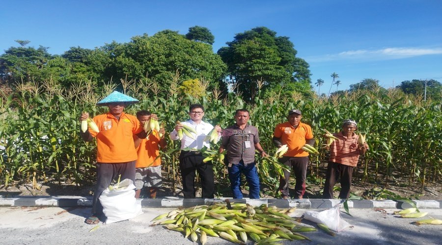 Petik Hasil Pembinaan, Lapas Namlea Panen Jagung Ketan